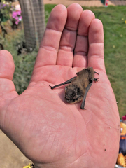 Pipistrellus nathusii