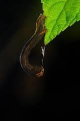 Lepidoptera