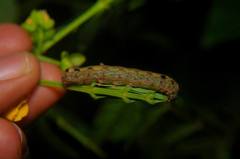 Lepidoptera