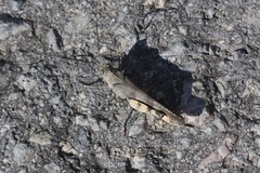 Spharagemon saxatile