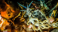 Phyllodesmium poindimiei