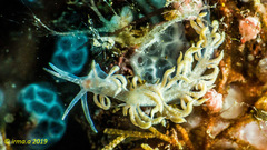 Phyllodesmium poindimiei