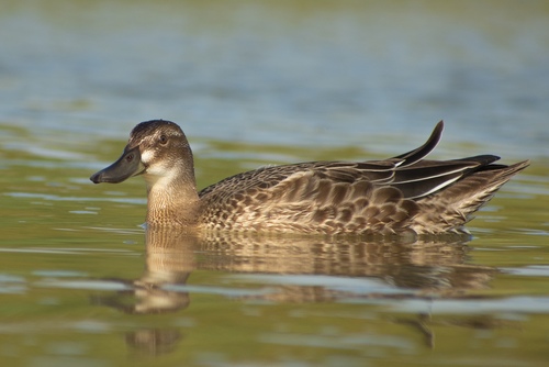Garganey