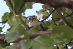 Spizella passerina passerina