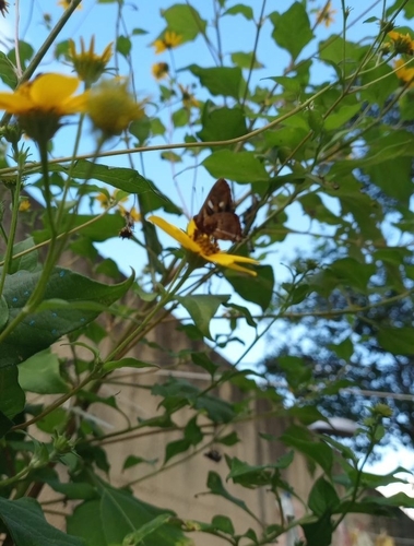 Carousing Metalmark