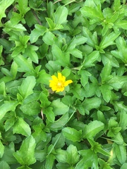 Sphagneticola calendulacea