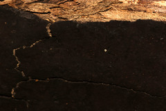 Cryptostroma corticale
