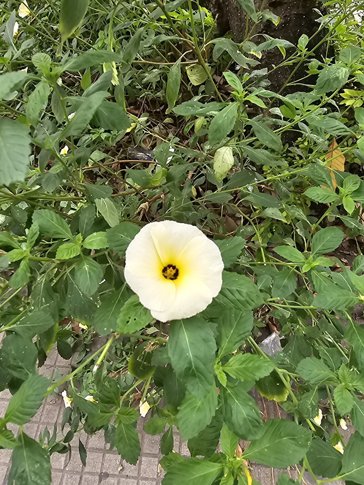 Turnera subulata