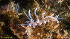 Phyllodesmium poindimiei