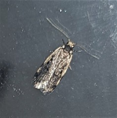Hoplostega ochroma