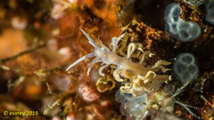 Phyllodesmium poindimiei