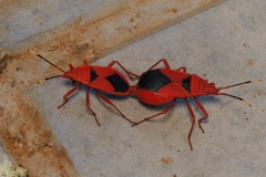 Probergrothius sanguinolens