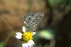 Leptotes plinius