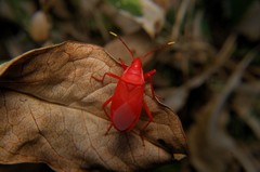 Probergrothius sanguinolens