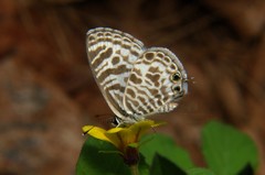 Leptotes plinius