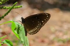 Euploea core