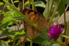 Junonia almana