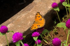 Junonia almana