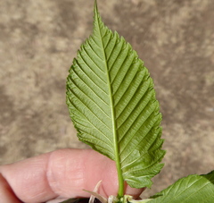 Ulmus americana