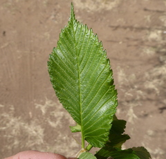Ulmus americana