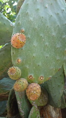 Opuntia ficus-indica