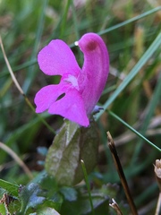 Pedicularis sylvatica