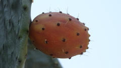 Opuntia ficus-indica