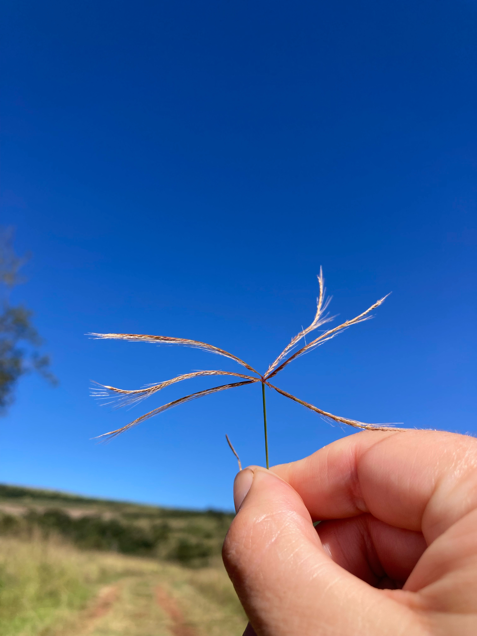 Imagem de Capim-pé-de-galinha