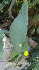 Opuntia ficus-indica