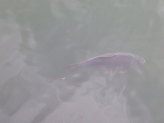 Cyprinus carpio