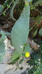 Opuntia ficus-indica
