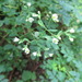 Boenninghausenia albiflora - Photo (c) belvedere04, algunos derechos reservados (CC BY), subido por belvedere04