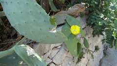 Opuntia ficus-indica