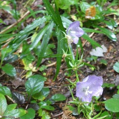 Campanula persicifolia