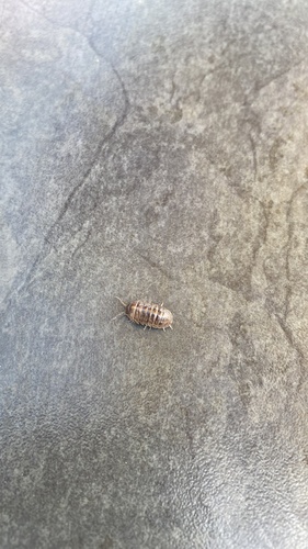 Common Pill Woodlouse