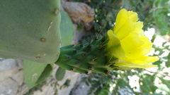 Opuntia ficus-indica