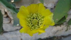 Opuntia ficus-indica
