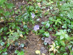 Campanula persicifolia