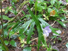 Campanula persicifolia