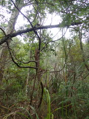 Pseudopanax arboreus