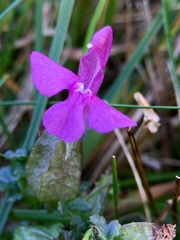 Pedicularis sylvatica
