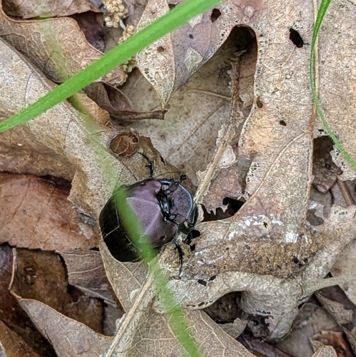 Phanaeus triangularis photo 4