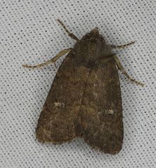 Pseudorthodes vecors