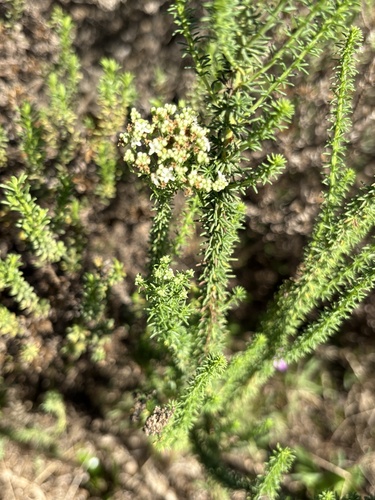 Ball Bitterbush (Selago dolosa)
