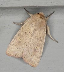 Leucania pseudargyria