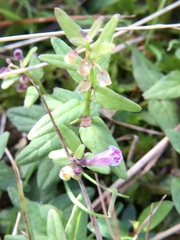 Scutellaria minor
