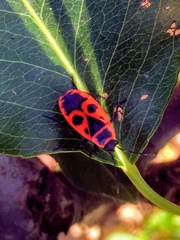 Pyrrhocoris apterus
