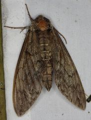 Ceratomia undulosa