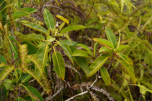 Ficus hesperidiiformis observed 2025-04-27