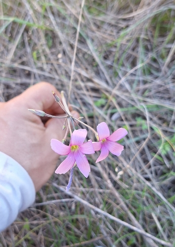 Image of Oxalis livida by (c) Wessel Pretorius, some rights reserved (CC BY-SA)